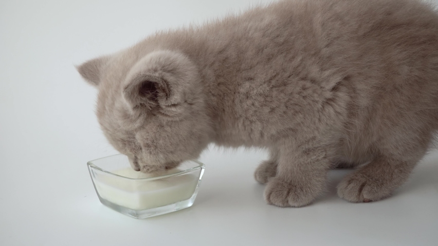 kitten lapping milk