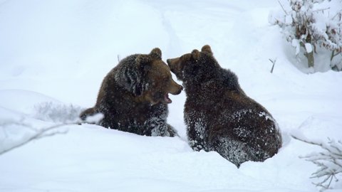 Two big brown bears playing during heavy snowfall