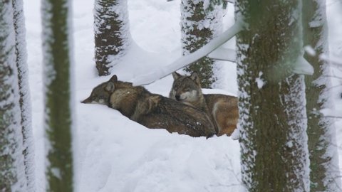 Couple of wolves sleeping during winter