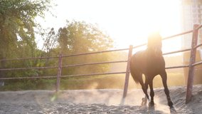 Horse regular training running circle arena. Summer sunny morning. Beautiful brown equine enjoy run on sand with dust Slow motion High quality FullHD footage - Powered by Shutterstock - Get 15% off with code: PIKWIZARD15