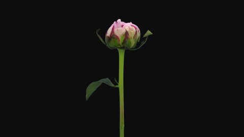 Time-lapse of opening and dying pink Peony 1a2 isolated on black background
