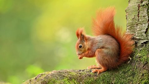 Red Squirrel Natural Environment Wildlife Close Stock Footage Video ...