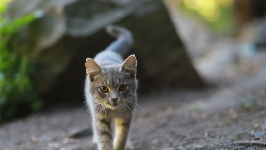 Middle shot of a gorgeous curious female grey tabby cat in nature, the cat looks around, looks at the camera. mother cat take care kitten baby