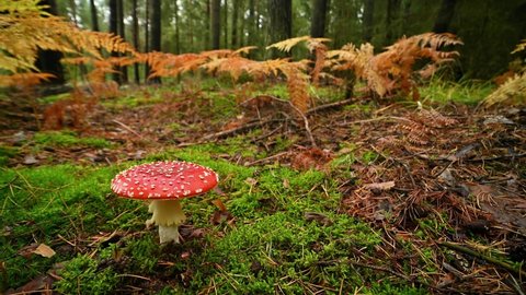 Fly agatic mushroom in the natural environment, wild nature, Czech Republic, Europe, Amanita muscaria