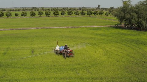 Farmer spraying pesticides on rice field in South east Asia