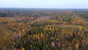 Beautiful aerial footage, flying over colorful autumn forest with yellow birches and firs, wide angle birdseye drone shot moving backwards