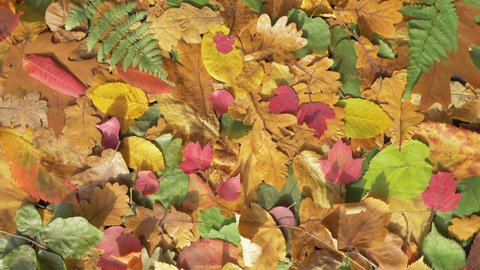 Autumn leaves. Seamlessly loop leaves fallen from trees. Colorful fall foliage, autumn time. Leaves from trees on the ground, top view