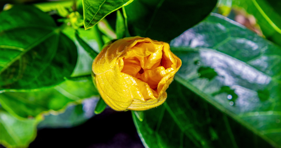 Detailed macro time lapse of a blooming yellow hibiscus flower. A hibiscus flower blooms. The bud opens and blooms into a large orange yellow flower. Time lapse of a blooming hibiscus flower.  Royalty-Free Stock Footage #1061442769