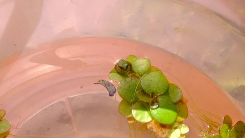 A juvenile tree frog riding on aquatic plants