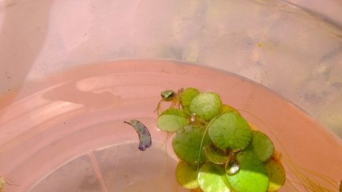Frog hiding between aquatic plants