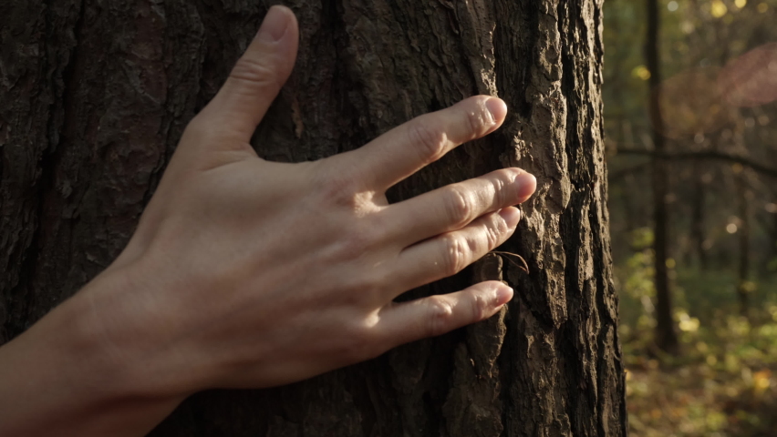 Female Hand Touching and Stroking Bark of Pine Tree in Forest. Hand Touching Old Majestic Oak Tree. Loving Nature. Harmony Calm Relaxation. Save Earth Green Planet . | Shutterstock HD Video #1061448052