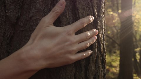 Female Hand Touching and Stroking Bark of Pine Tree in Forest. Hand Touching Old Majestic Oak Tree. Loving Nature. Harmony Calm Relaxation. Save Earth Green Planet .