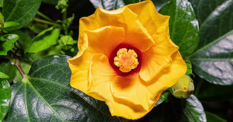 Detailed macro time lapse of a blooming yellow hibiscus flower. A hibiscus flower blooms. The bud opens and blooms into a large orange yellow flower. Time lapse of a blooming hibiscus flower. 