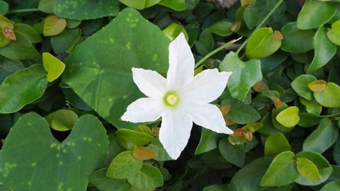 White flowers on green background,cocciniagrandis,Ivy gourd
