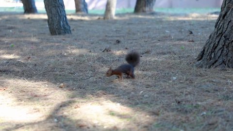 the brown squirrel carefully approaches the nut and eats it