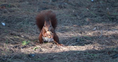 a brown squirrel rotates a walnut in its paws and tries to find its weak spot