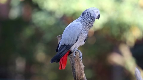 African Grey Parrot ( Psittacus erithacus) Sitting On A Branch