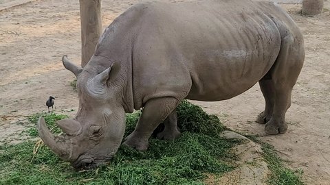 White rhinoceros (Ceratotherium simum) is eating grass