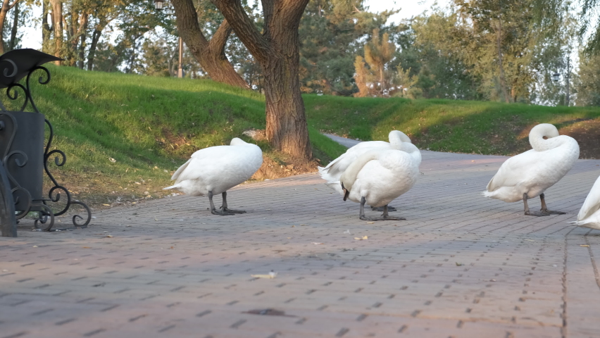 Quarantined woman in the park. A quarantined woman in facial mask sits on the bench and admire a birds in the park.