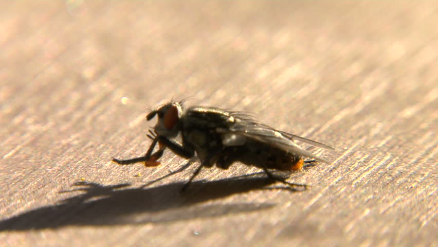 This is a macro close-up shot of a north american house fly.