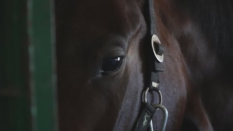 Close up eye of beautiful brown horse. View on thoroughbred horse muzzle standing in stable. Sad animal looking into camera. Slow motion