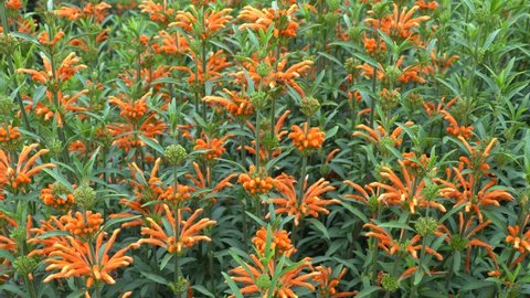 Beautiful orange flowers of Lion's Tail, the upright perennial plant