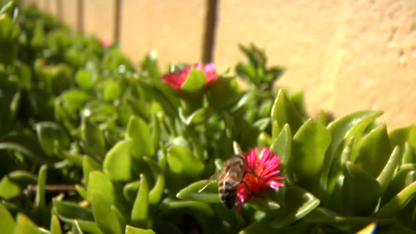 bee pollenating flowers