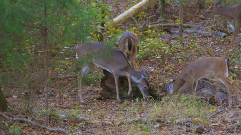 Group of white-tailed deer fawn foraging in woods of North Carolina