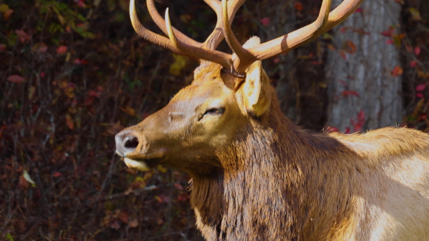 Slow motion of bull Elk walking in the Cataloochee Valley, Great Smoky Mountains National Park, North Carolina, U.S.