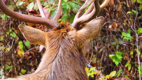 Close-up of bull Elk in the Cataloochee Valley, Great Smoky Mountains National Park, North Carolina, U.S. during the rut season of Autumn. These elk are part of a restoration project.