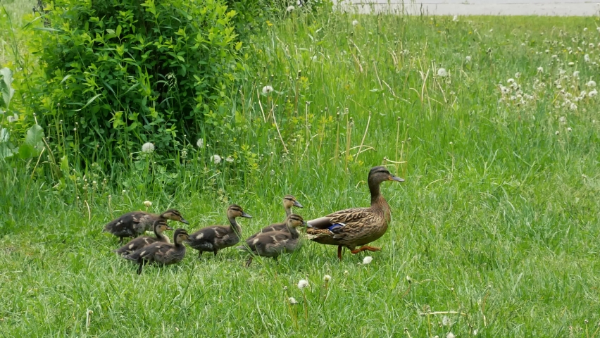 Mother duck crosses the road with ducklings. Summer motherhood scene. Family concept 4k Royalty-Free Stock Footage #1061456812
