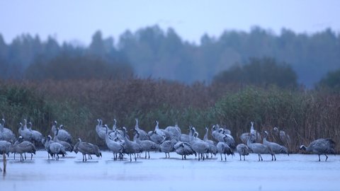 Cranes, end of the night, misty morning.  Common Crane, Grus grus, big bird in the nature habitat, Biebrza NP, Poland. Wildlife scene from Europe. Grey crane with long neck. Birds in the water.