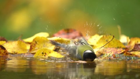 Song bird bath in the water, autumn wildlife with yellow leaves. Great Tit, Parus major, black and yellow bird in the nature habitat. Tit in the forest.
