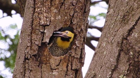 Campo Flicker bird. A woodpecker chick calls its parents insistently from the nest. 