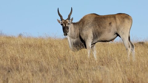 Male Eland Antelope Tragelaphus Oryx Feeding Stock Footage Video (100% ...