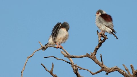 A pair of small pygmy falcons (Polihierax semitorquatus) perched on a branch, South Africa