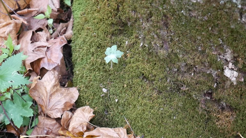 Green moss covered log with leaves on it