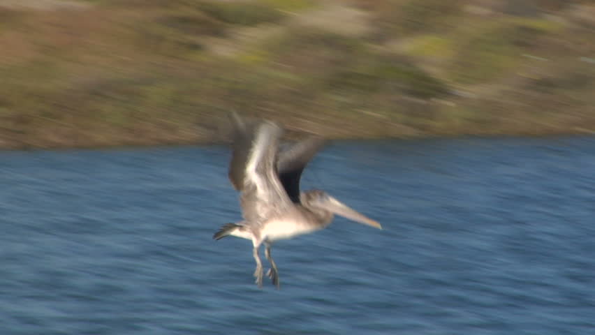 brown pelican flying across some water in slow motion. Shot at 60 frames per