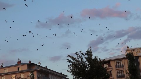 Migratory birds pass through the city at sunset.
Bird migration, Ravens fly, animals in the city.
characteristic of crows, crows gathering.
Flock of crows. 
Birds group.
Crow crowd, animal migration
