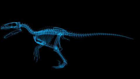 3d dinosaur skeleton hologram rotating in a seamless loop on an alpha channel background.
