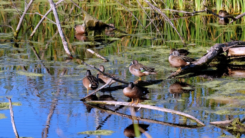 Group of Blue-winged Teal ducks, Spatula discors, standing on logs in a small pond in Texas on a sunny afternoon. Two birds are flirting with each other by bobbing their heads.