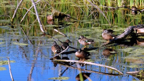 Group of Blue-winged Teal ducks, Spatula discors, standing on logs in a small pond in Texas on a sunny afternoon. Two birds are flirting with each other by bobbing their heads.