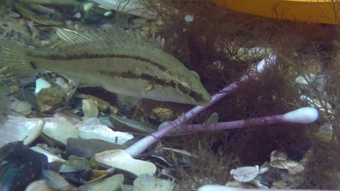 Plastic pollution of the sea: wrasse fish spawn among plastic debris on the seabed.