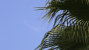 Green and bright palm leaves in wind against blue sky. Exotic Tropical Greens Palm Leaf On Mediterranean Sea Coast. Branches of Green Palm trees. Video Footage of palm fronds and blue sky