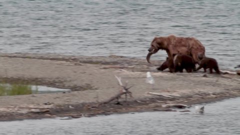 Salmon Take-Out - A Grizzly Bear (Brown Bear) sow grabs a salmon from the Brooks river and runs to the security of the woods followed by her four cubs. Katmai National Park, Alaska.