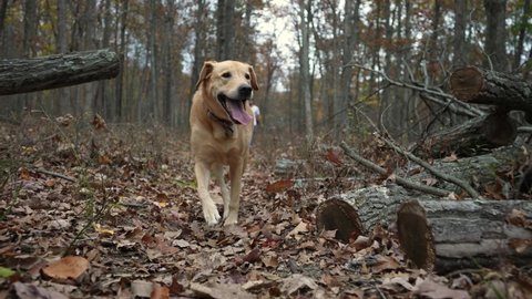 Beautiful Blonde Labrador Retriever happily runs towards camera in a forest on a hiking trail. Slow motion 4K
