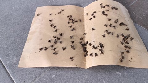 footage scene of the sticky paper trap for domestic pests.