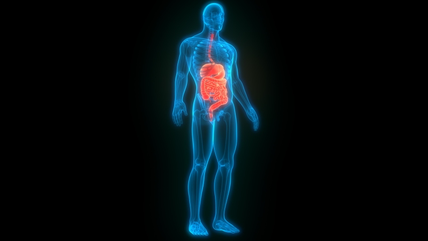 Human Digestive System Anatomy Animation Concept. 3D | Shutterstock HD Video #1061483500