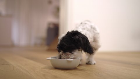 small havanese maltese dog eats food in living room