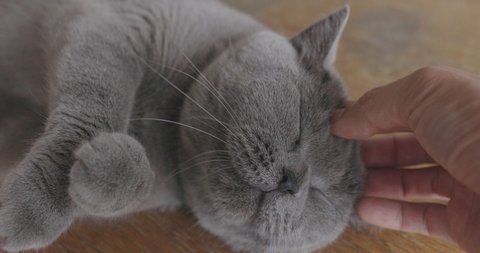 Close Up Hand Of Human Playing with British Cat.